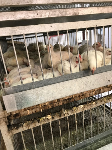 chicken prison